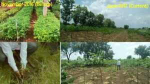 10 Thousand Melia Dubai Tree Plantation